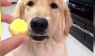 狗狗吃鸡蛋好吗 狗可以吃蛋黄吗